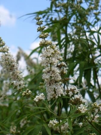 White Vitex,Vitex agnus-castus 'Alba', copyright � almostedenplants.com